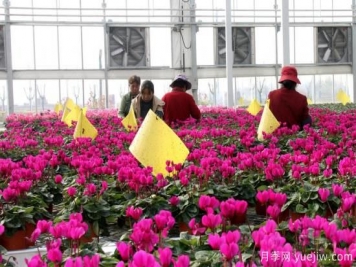 扬州高邮：每天发货30万株，花工厂绽放乡村振兴致富花