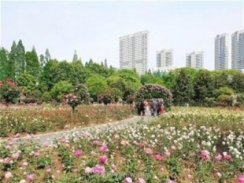 武汉市第十三届月季展，青山和平公园等你来打卡