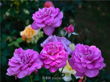 南昌滨江月季园，带你去看天下风流的江西月季花