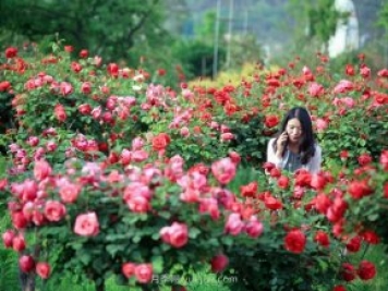 花卉旅游，“花为媒”带动“美丽经济”升级