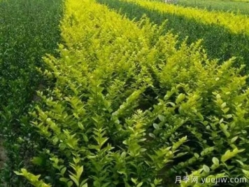 大叶黄杨的养殖护理