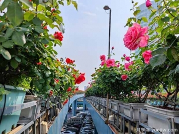 1.2万株月季盛开，南昌八一桥景观花廊拥抱春景