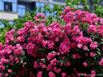 武汉新增多条绝美月季花道，江城处处花海景观