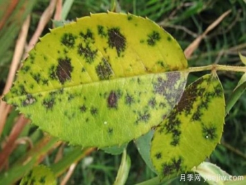 深秋天季节月季出现斑点的病害原因与防治