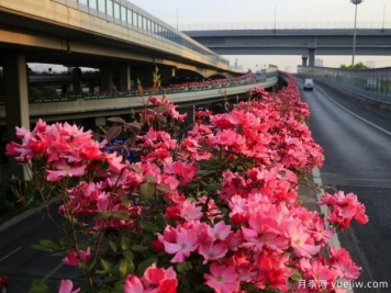 30万株新品种，杭州高架月季会带来什么样的惊喜？