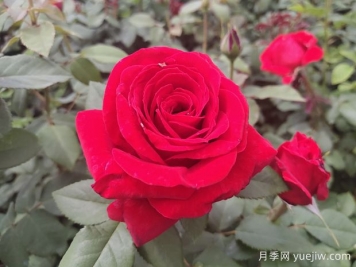 原产中国的玫瑰花(月季花)，是如何成为美国国花的？