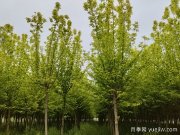 金叶复叶槭的特点、园林用途、管理养护