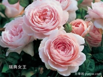 100种月季玫瑰品种图鉴大全，你认识有没有超过10个？