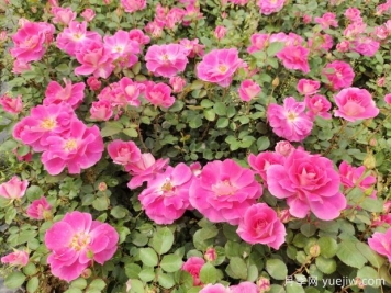 仙境盆栽月季杯苗粉色丰花，绿化工程批发