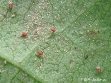 月季常见病虫害之红蜘蛛的习性和防治措施