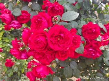 6款红色系的藤本月季品种，适合打造网红花墙