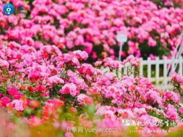 2024年第二届杭州市月季花展举办，赏500万株月季