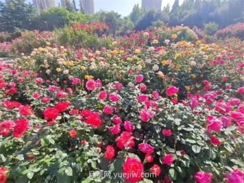 郑州月季公园40万株月季竞相绽放，感受花漾生活