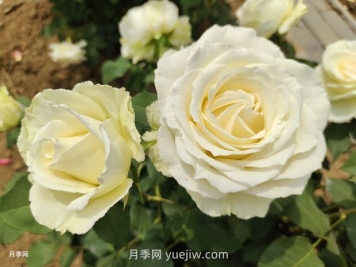 十一朵白玫瑰的花语和寓意