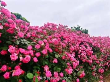 上海放鹤谷无门票，30万朵200多种月季开成了花海