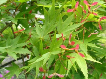 鸡爪槭和红枫的区别，四大不同之处