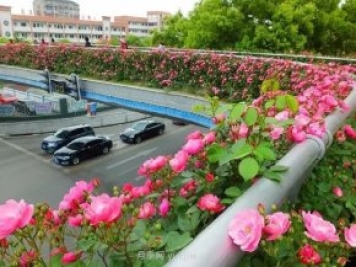 四月盛放的月季时间，湖北宜昌给你的专属浪漫花园