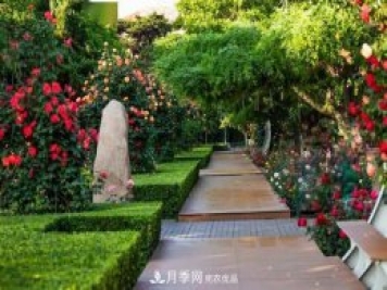 秦皇岛适合养月季花，市花和市树是什么