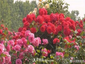 肥西县三河镇百亩树状月季园：花开正艳，产业增收