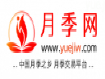 中国上海龙凤419，月季品种介绍和养护知识分享专业网站